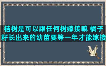 桔树是可以跟任何树嫁接嘛 橘子籽长出来的幼苗要等一年才能嫁接吗